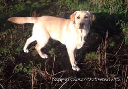 A yellow Dylan son at 7 months old