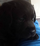 headshot of black Bruce pup at 5.5 weeks