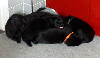 Puppy pile - Bruce puppies at 5.5 weeks