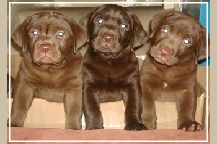 Chocolate Labrador pups