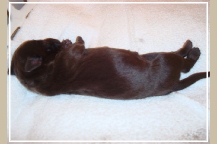 single new born chocolate puppy