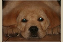 a yellow puppy sired by Dylan
